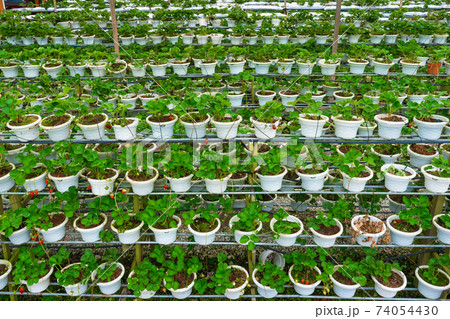 Potted shelves and irrigation system strawberry farm in Malaysia Potted shelves and irrigation system strawberry farm in Malaysia 74054430