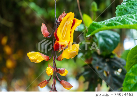 Tunberia beautiful perennial herbaceous climbing plants of Asia Tunberia beautiful perennial herbaceous climbing plants of Asia 74054462
