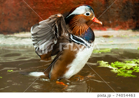 Mandarin duck or Aix galericulata at bird farm Mandarin duck or Aix galericulata at bird farm 74054463