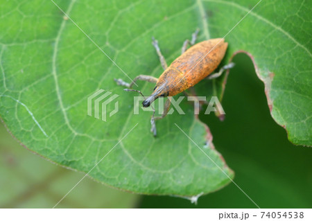 カツオゾウムシ カツオゾウムシ 74054538
