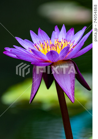 スイレン 74054868