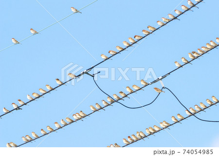 【ニュウナイスズメ】電線に止まる集団の雀 74054985