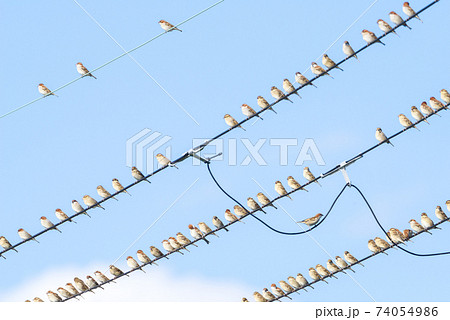 【ニュウナイスズメ】電線に止まる集団の雀 【ニュウナイスズメ】電線に止まる集団の雀 74054986