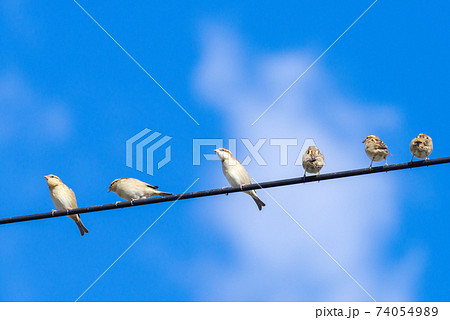 【ニュウナイスズメ】電線に止まる集団の雀 74054989