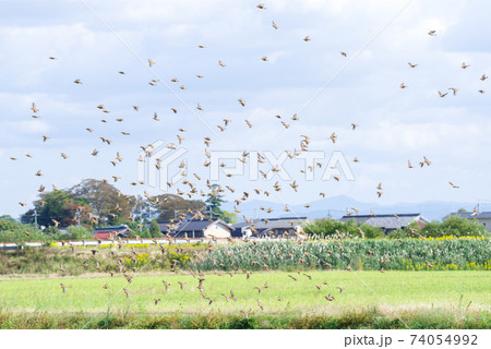 【ニュウナイスズメ】集団で飛ぶ雀の群れ 74054992