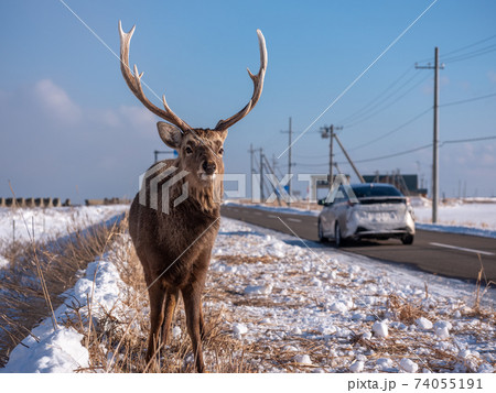 野付半島のエゾシカ 74055191