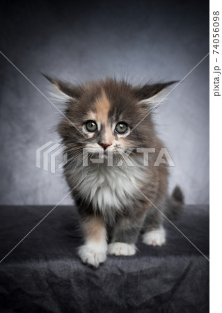 cute calico maine coon kitten studio portrait on gray background 74056098