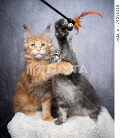 maine coon kittens playing together with feather toy maine coon kittens playing together with feather toy 74056118