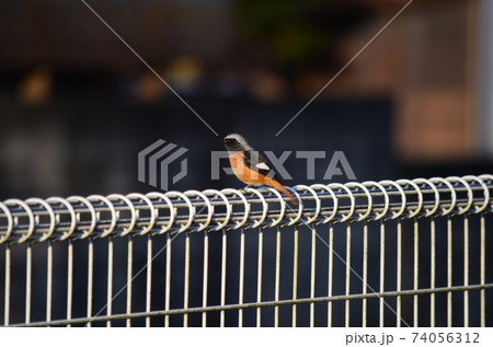 野鳥　ジョウビタキ　オス 74056312