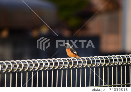 野鳥　ジョウビタキ　オス 74056318