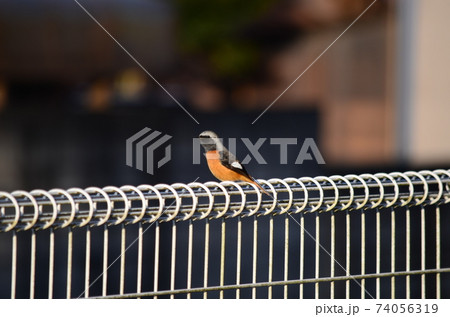 野鳥　ジョウビタキ　オス 74056319