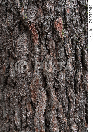 Background texture of tree bark. Old wood dry bark of the tree. Background texture of tree bark. Old wood dry bark of the tree. 74056960