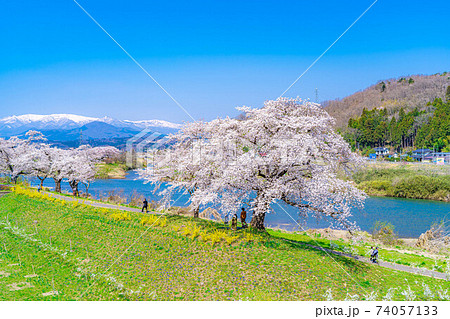 東北の桜の名所 一目千本桜 【宮城県】 東北の桜の名所 一目千本桜 【宮城県】 74057133