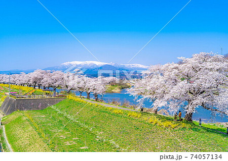東北の桜の名所 一目千本桜 【宮城県】 東北の桜の名所 一目千本桜 【宮城県】 74057134