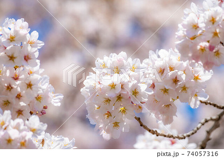 東北の桜の名所 一目千本桜と青空 【宮城県】 東北の桜の名所 一目千本桜と青空 【宮城県】 74057316