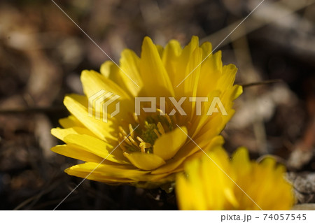 2月　府中227フクジュソウ(福寿草)･キンポウゲ科･郷土の森博物館 74057545