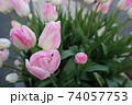 チューリップ 74057753