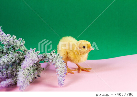 tiny quail chicks that just hatched from an egg 74057796
