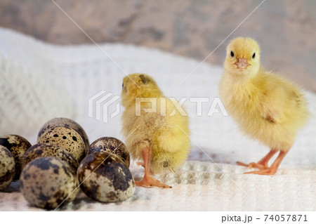 tiny quail chicks that just hatched from an egg tiny quail chicks that just hatched from an egg 74057871