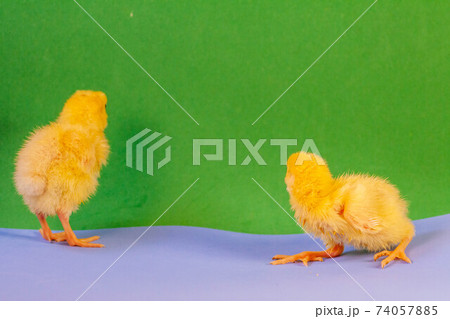 tiny quail chicks that just hatched from an egg tiny quail chicks that just hatched from an egg 74057885