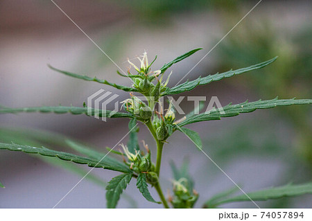 Closeup of Cannabis female plant in flowering phase. Closeup of Cannabis female plant in flowering phase. 74057894
