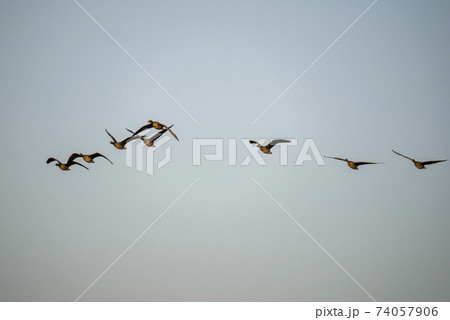 鳥 アヒル 鉄原郡 74057906