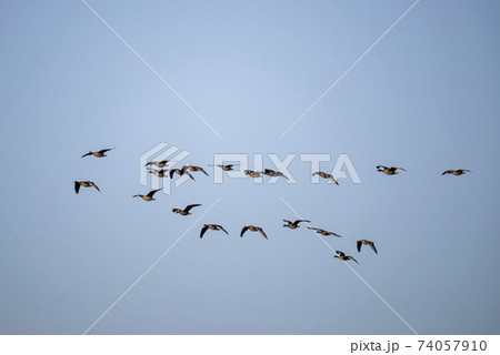 鳥 アヒル 鉄原郡 74057910