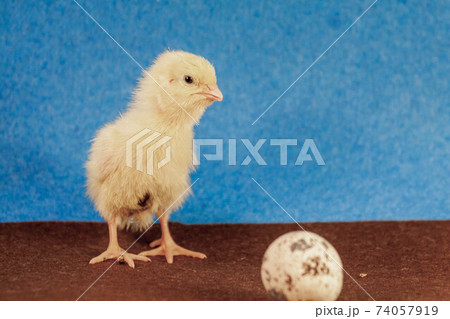 tiny quail chicks that just hatched from an egg 74057919