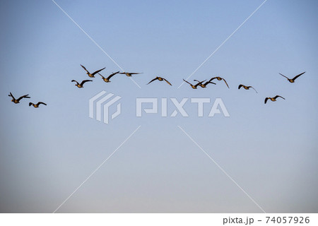 鳥 アヒル 鉄原郡 74057926