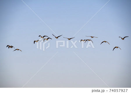 鳥 アヒル 鉄原郡 74057927