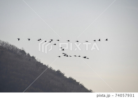 鳥 アヒル 山 74057931