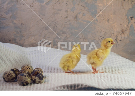 tiny quail chicks that just hatched from an egg 74057947