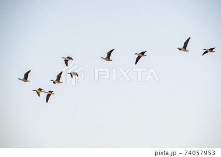 鳥 アヒル 鉄原郡 74057953