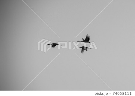 鳥 空 タンチョウ 74058111