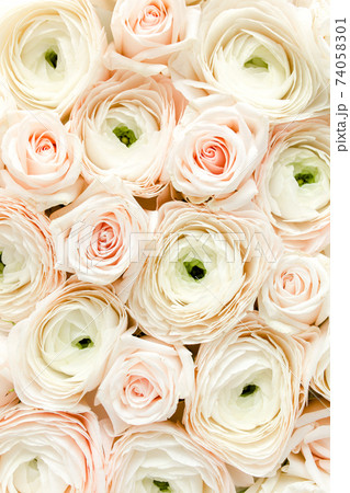Bouquet, texture of pink ranunculus and roses flower close up. Flat lay, top view. Ranunculus flower texture. Bouquet, texture of pink ranunculus and roses flower close up. Flat lay, top view. Ranunculus flower texture. 74058301
