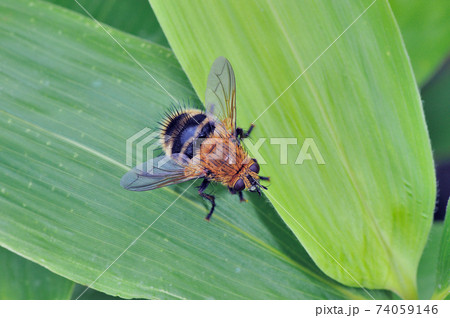 ヨコジマオオハリバエ（北海道・鶴居村） 74059146