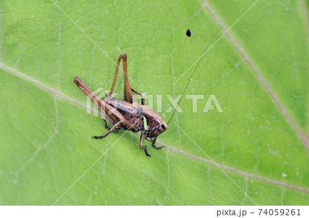 コバネヒメギス（北海道・釧路湿原） 74059261