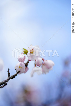 桜 染井吉野(そめいよしの) 74059564