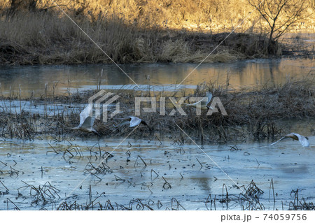 白鳥 鳥 アヒル 74059756