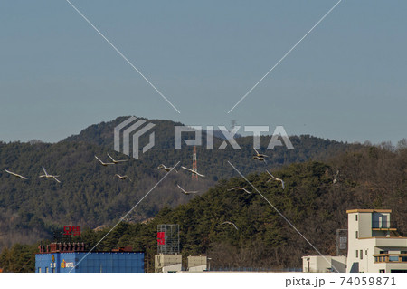 白鳥 鳥 アヒル 74059871