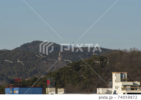 白鳥 鳥 アヒル 74059872