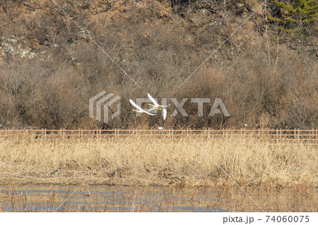 白鳥 鳥 アヒル 74060075