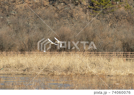 白鳥 鳥 アヒル 74060076