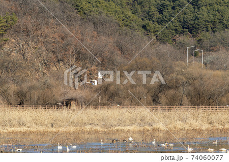 白鳥 鳥 アヒル 74060077