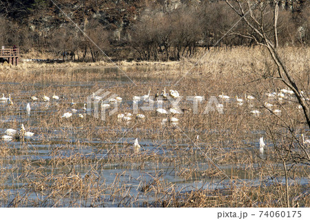 白鳥 鳥 アヒル 74060175