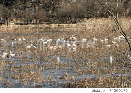 白鳥 鳥 アヒル 74060176