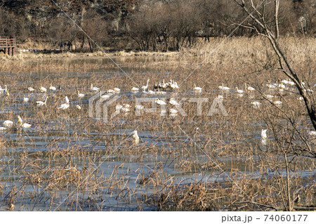 白鳥 鳥 アヒル 74060177