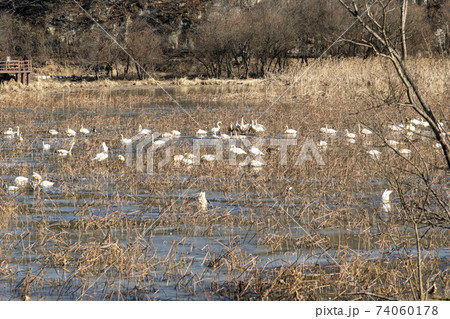 白鳥 鳥 アヒル 74060178