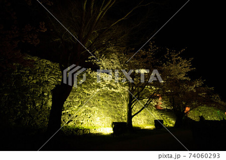 臼杵城址桜まつり　夜桜ライトアップ 74060293