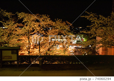 臼杵城址桜まつり　夜桜ライトアップ 74060294